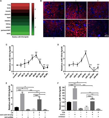 MiR-181d-5p Targets KLF6 to Improve Ischemia/Reperfusion-Induced AKI Through Effects on Renal Function, Apoptosis, and Inflammation